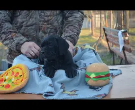 Dolce Assassino Polina - Cane corso Szczenię na sprzedaż