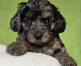 Max - Cavapoo Puppy for sale