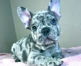 Mary - Francia bulldog eladó kiskutya
