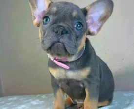 Laura - Французский бульдог Щенок на продажу