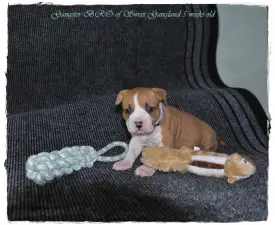 Gangster Bro - Amerikanischer Staffordshire Terrier Angebotener Welpe