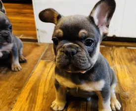Thor - French Bulldog Puppy for sale