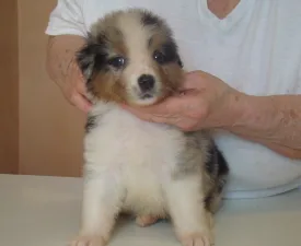 Dirty Dancing Girl - Australian Shepherd Puppy for sale