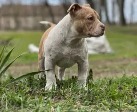 Bambi - American Bully - Pocket Puppy for sale