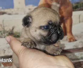Hank - French Bulldog Puppy for sale