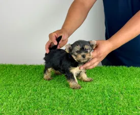 Emios - Yorkshire terrier Szczenię na sprzedaż