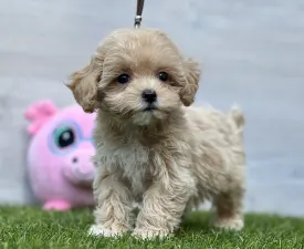 Zini ( Toy Size ) - Maltipoo Angebotener Welpe