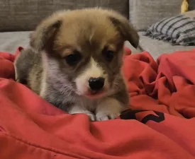Ducato - Welsh Corgi Pembroke Puppy for sale