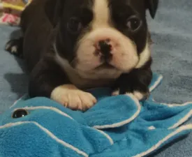 Jack - Boston Terrier Cățeluș de vânzare