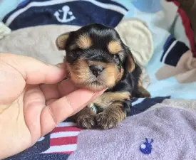 Porsche Of Midsummer Nights Miracle  - Yorkshire Terrier Puppy for sale