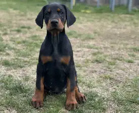 Meduza Nero Di Angelo  - Dobermann eladó kiskutya