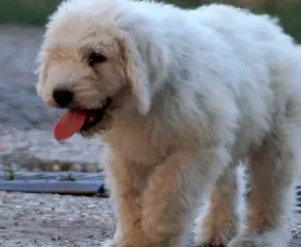 Somogyi Betyár Komisz - Komondor Angebotener Welpe