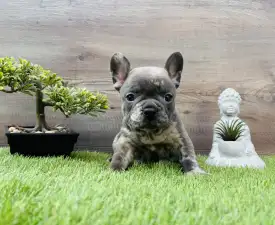 Alma  - French Bulldog Puppy for sale
