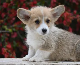 Hórusz - Pembroke Welsh Corgi eladó kiskutya