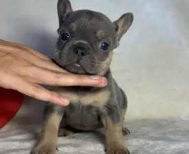 Bella - Francia bulldog eladó kiskutya