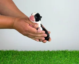 Kessie - Boston Terrier eladó kiskutya