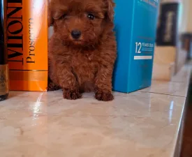 Pudel Toy F - Caniche Toy Chiot à vendre