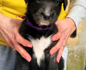 Bolívia - Irish Wolfhound Puppy for sale