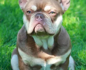 Mr Melange - French Bulldog Puppy for sale
