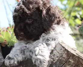 Dezi - Lagotto Romagnolo eladó kiskutya