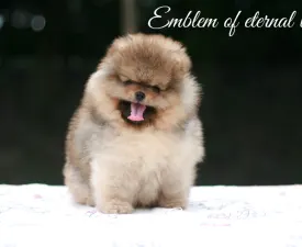 Don From Ebi’s Heart Emblem Of Eternal Love - Pomeranian eladó kiskutya