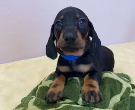 Plutó - Dackel Angebotener Welpe