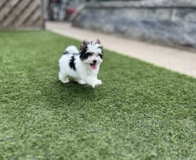 Louis - Biewer Terrier Puppy for sale