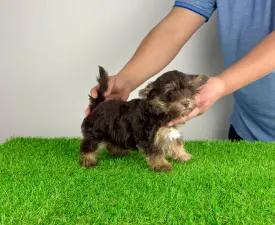 Levis - Yorkshire Terrier eladó kiskutya