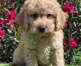 Frakk - Cavapoo Chiot à vendre