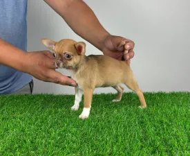 Hidra - Chihuahua Puppy for sale