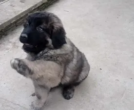 Cián - Caucasian Shepherd Dog Puppy for sale