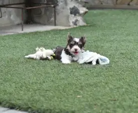 Odin  - Biewer Terrier Angebotener Welpe