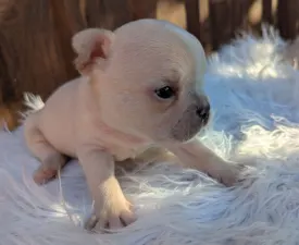 Jamie - Francia bulldog eladó kiskutya