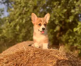 Charlotte - Pembroke Welsh Corgi eladó kiskutya