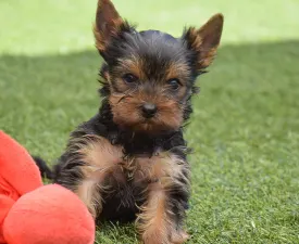 Zina - Yorkshire Terrier eladó kiskutya
