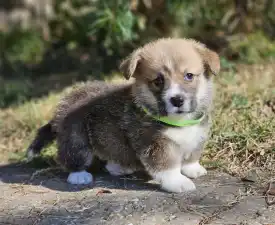 Lui - Welsh Corgi Pembroke Puppy for sale