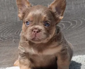 Gigi - Isabella Tan Fluffy  - Francia bulldog eladó kiskutya