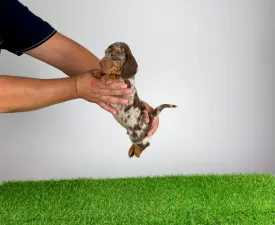 Doggy - Jamnik Szczenię na sprzedaż