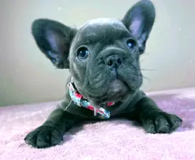 Brad - French Bulldog Puppy for sale