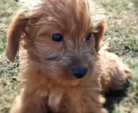 Vicente - Labradoodle eladó kiskutya