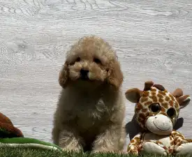 Eric - Poodle Miniature Puppy for sale