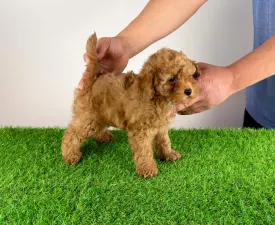 Hillary - Zwergpudel Angebotener Welpe