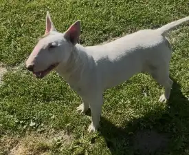 Coni - Bullterrier eladó kiskutya