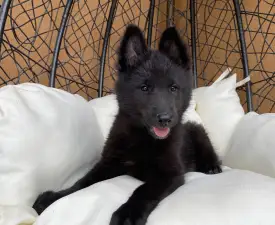 Gerőcsvári Black Diamond Hetty - Chien de Berger Belge Chiot à vendre
