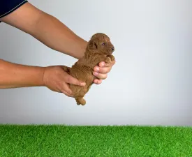 Boxy - Pudeli de jucarie si pitici Cățeluș de vânzare