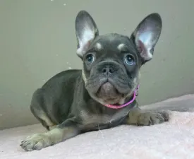 Dalma  - Bouledogue français Chiot à vendre