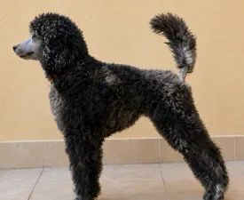 Piros - Poodle Standard Puppy for sale