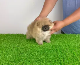 Horace - Zwergspitz Angebotener Welpe