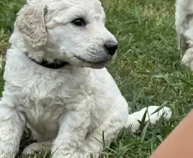Giant Miracles Dante Dance Of Stars - Poodle Standard Puppy for sale