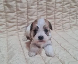 Tammy - Havanese eladó kiskutya